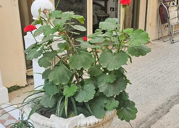 Apartamento Dr House Golem (Tirana)